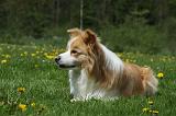 BORDER COLLIE 948